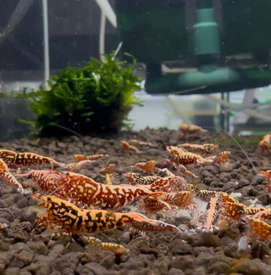 HOW MUCH SHOULD YOU FEED YOUR SHRIMPS?