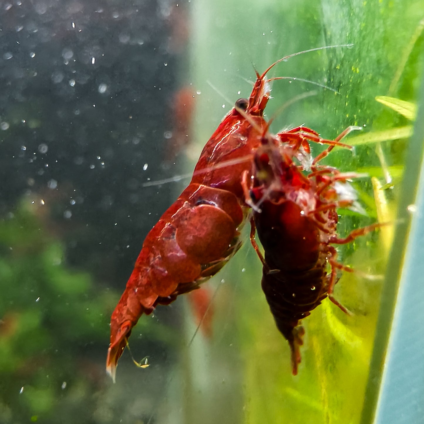Dark Bloody Mary Neocaridina