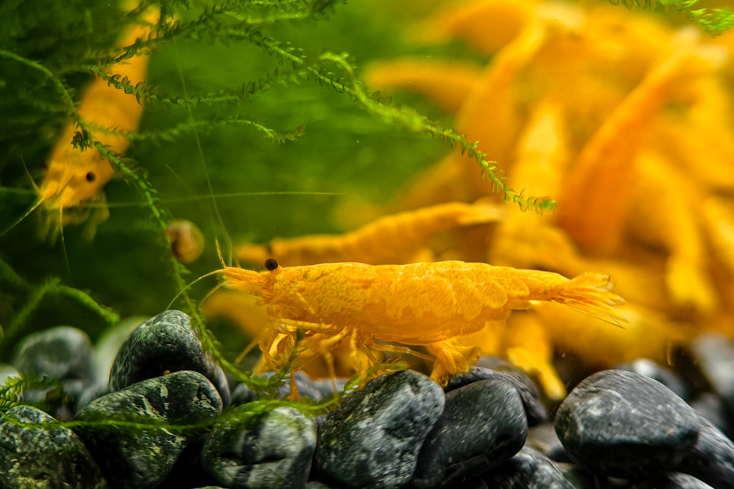 Gold Sand Neocaridina