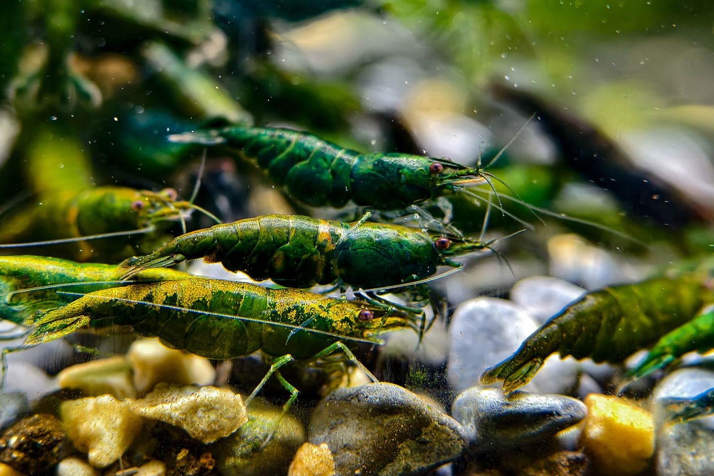 Green Diamond Neocaridina
