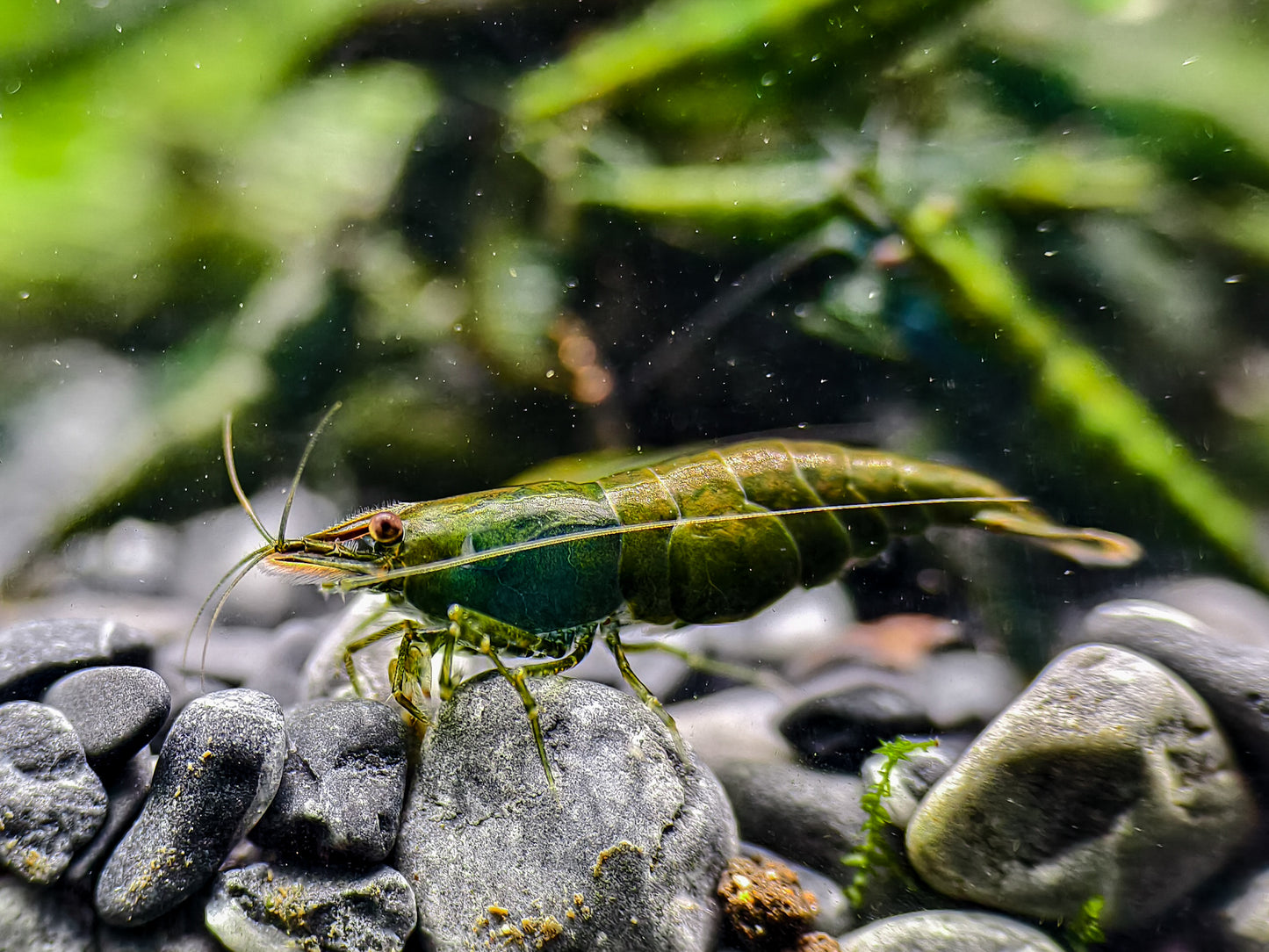 Green Diamond Neocaridina