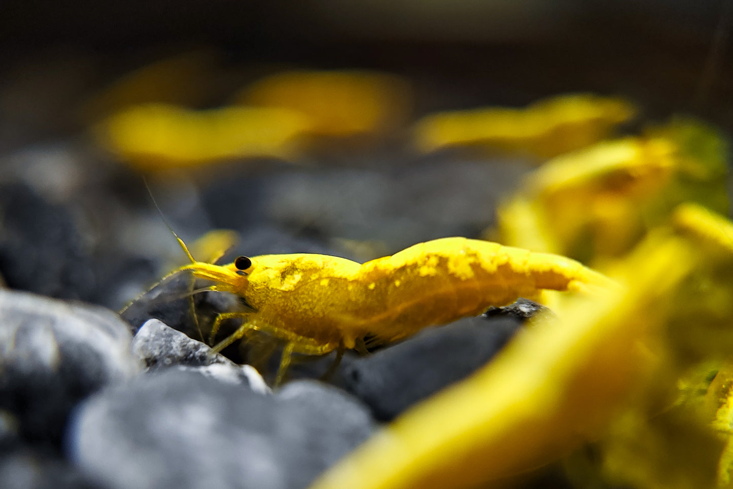 Ultra Gold Neocaridina (Golden Backline)
