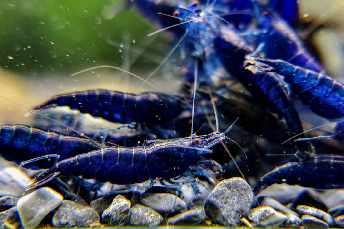 Blue Diamond Neocaridina