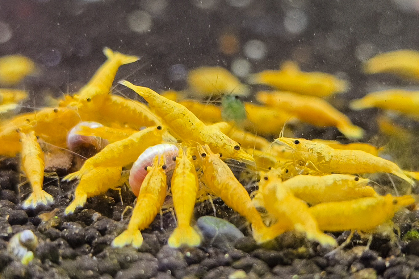 Gold Sand Neocaridina