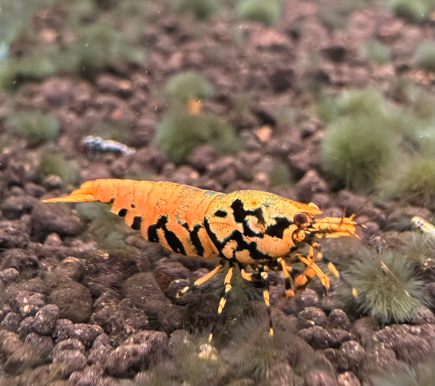 Orange BOA (Grade 1)
