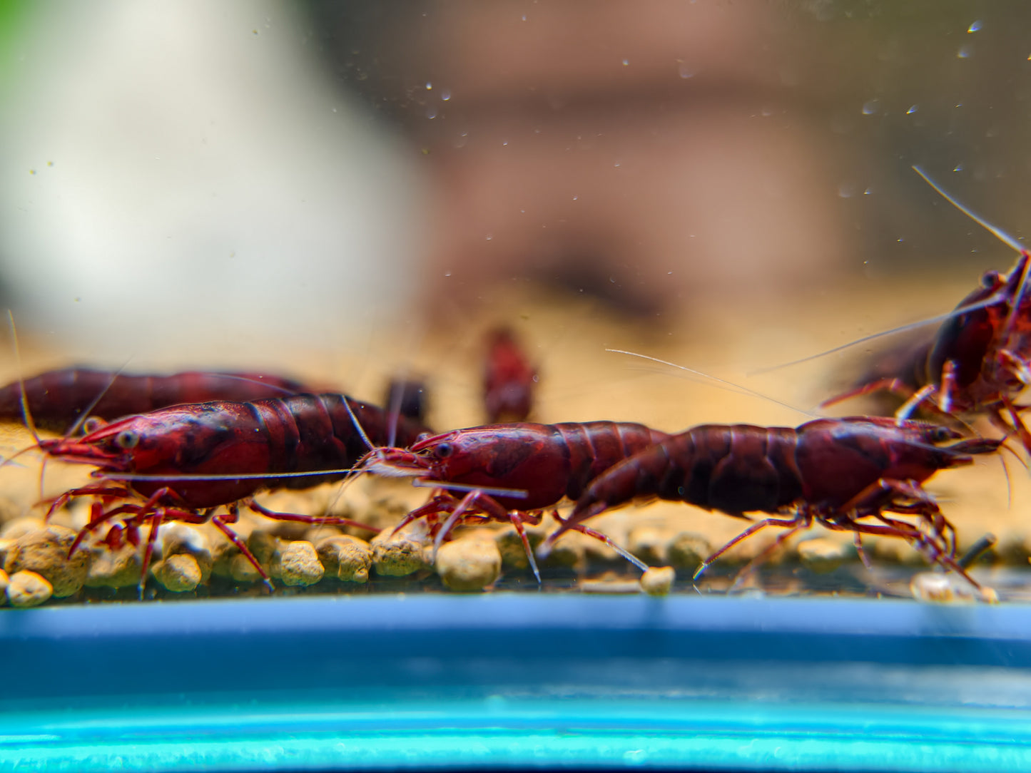 Dark Bloody Mary Neocaridina