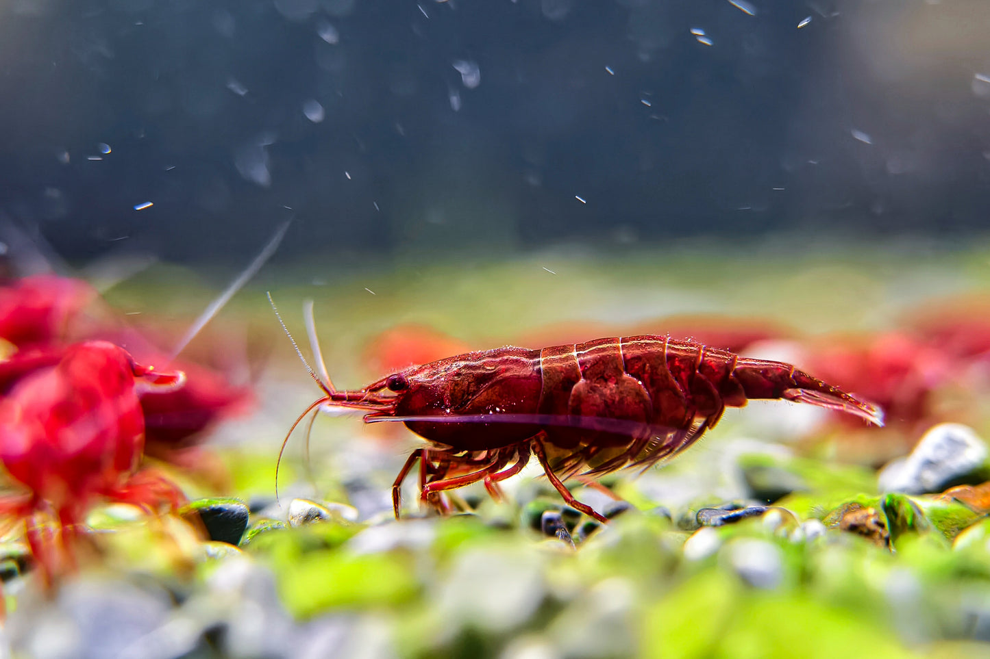 Dark Bloody Mary Neocaridina