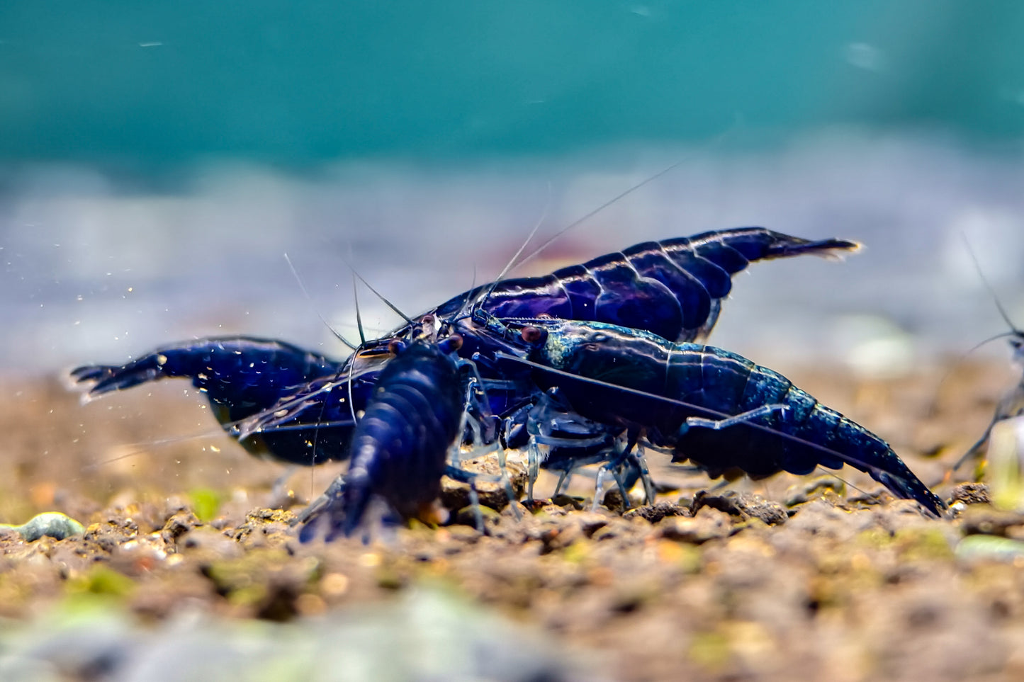 Blue Diamond Neocaridina