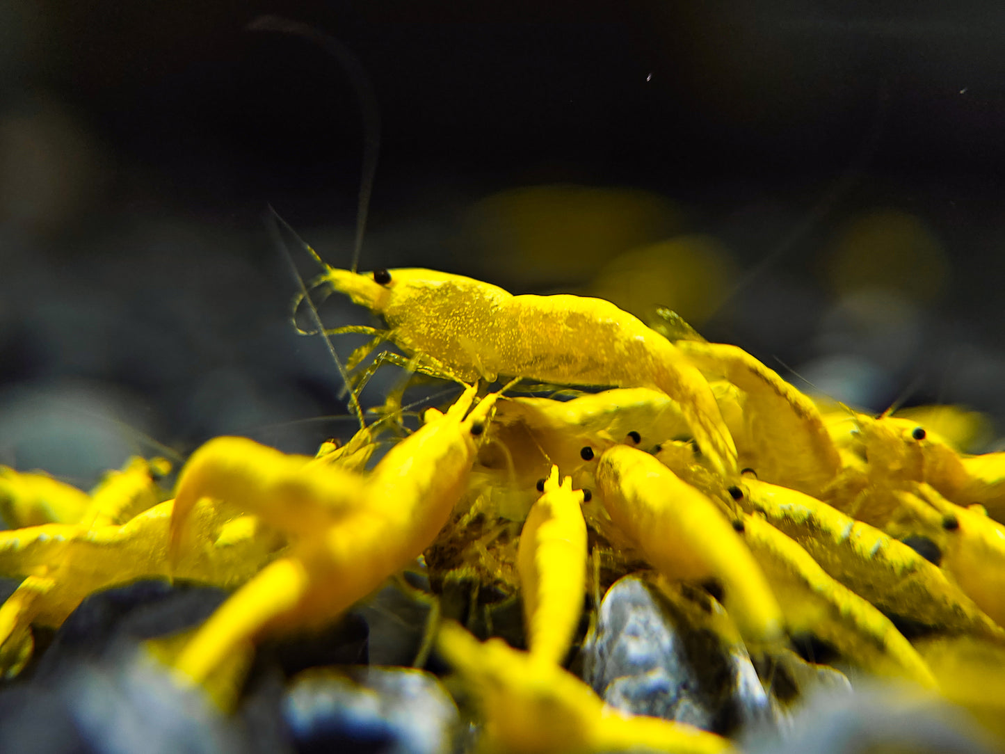 Ultra Gold Neocaridina (Golden Backline)