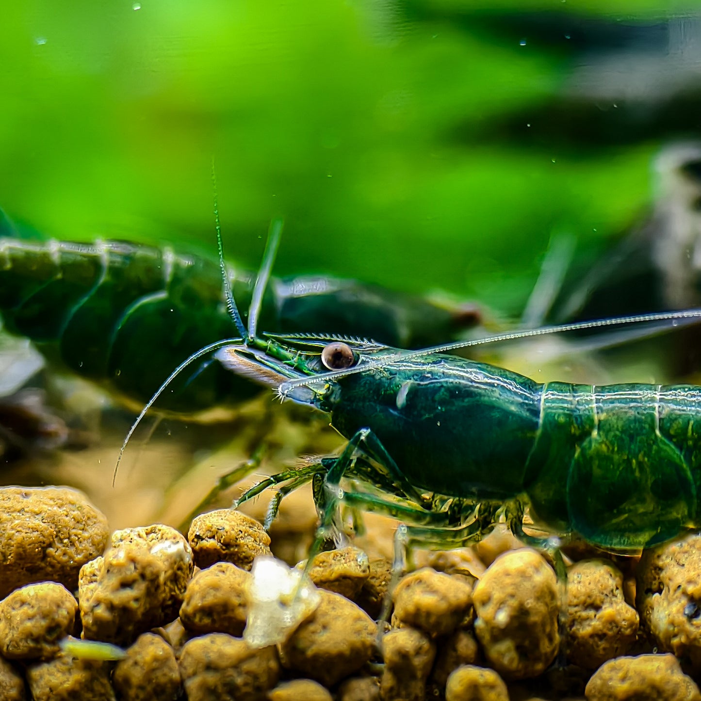 Green Diamond Neocaridina
