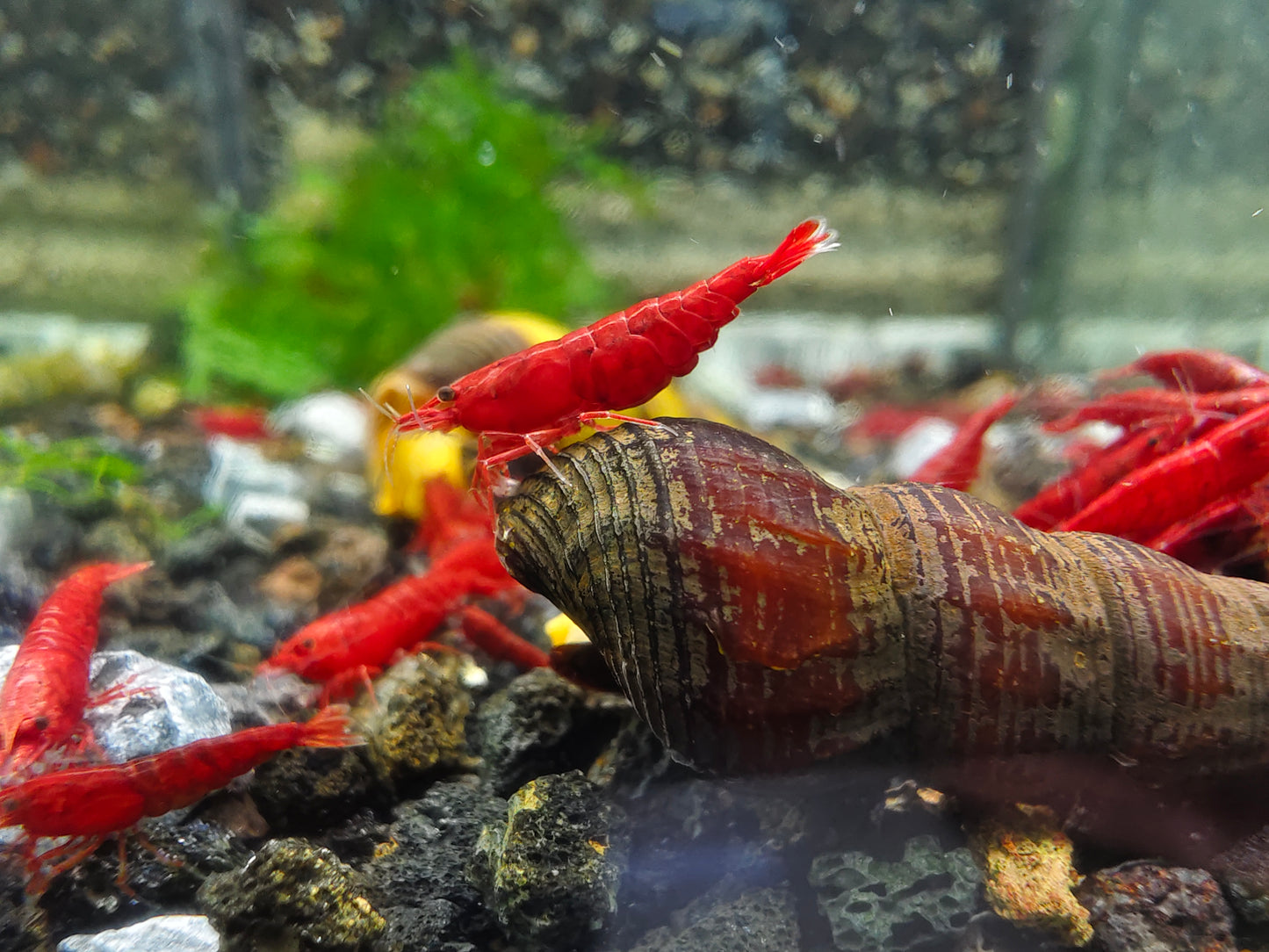 Bloody Mary Neocaridina