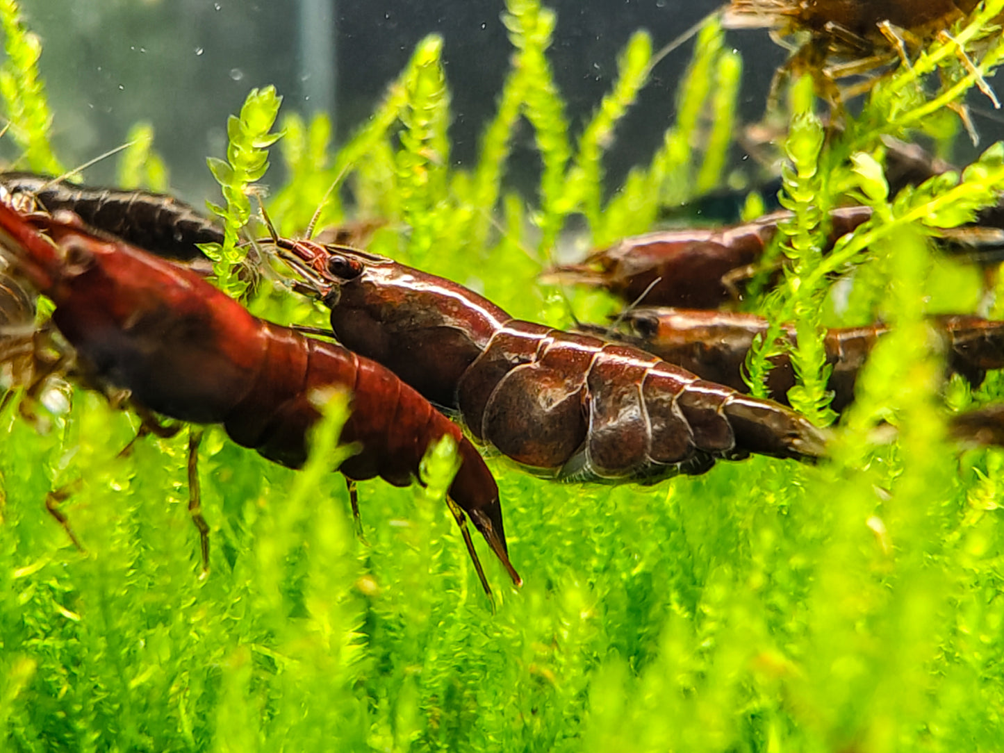 Chocolate Neocaridina