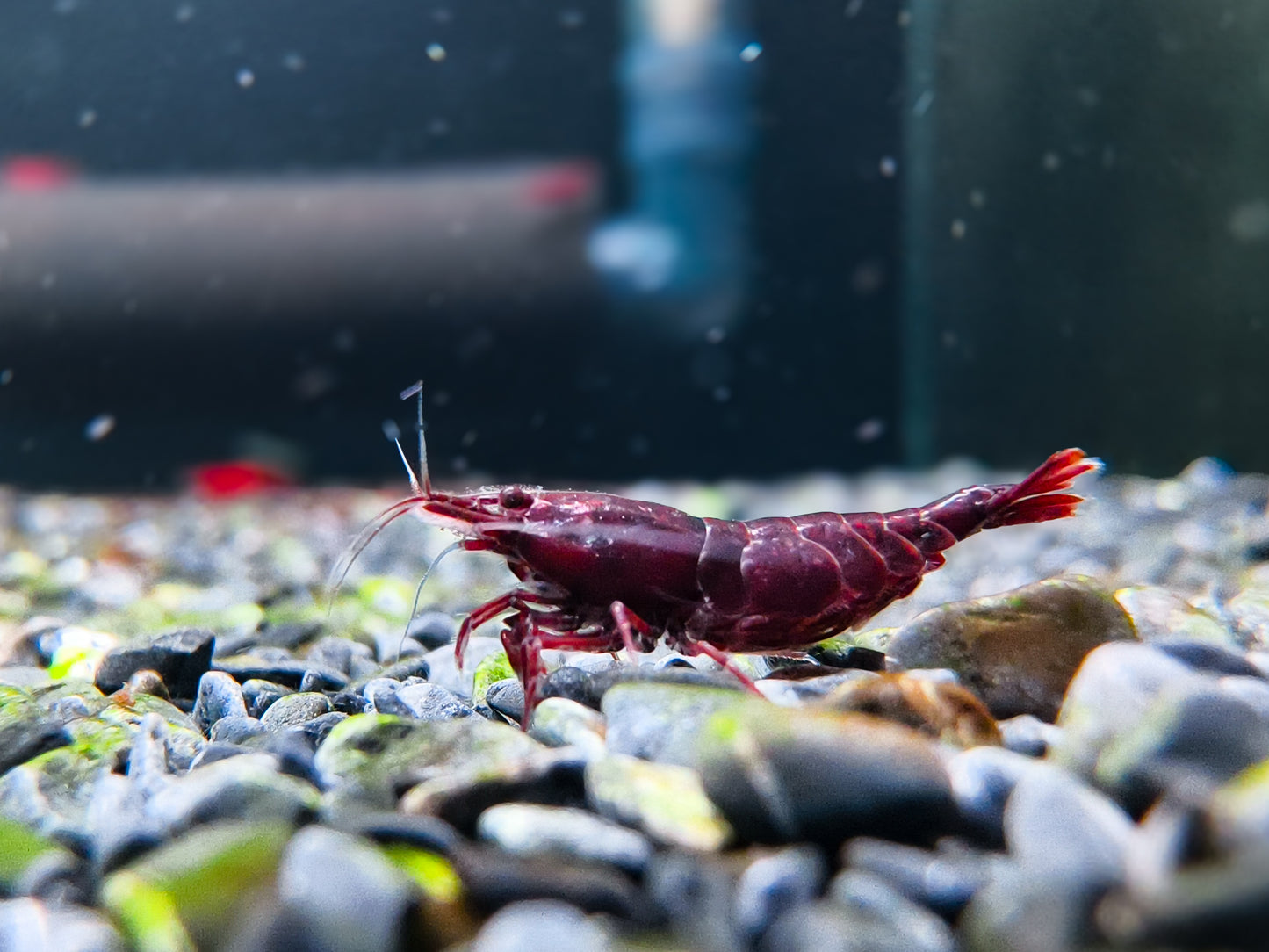 Dark Bloody Mary Neocaridina