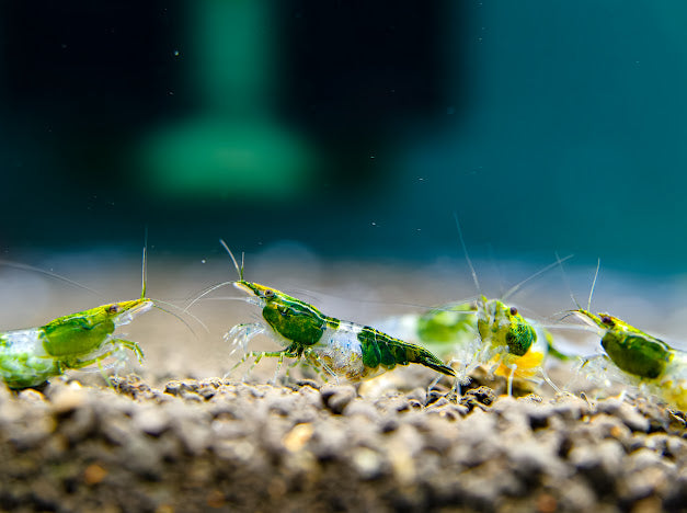 Green Rili Neocaridina