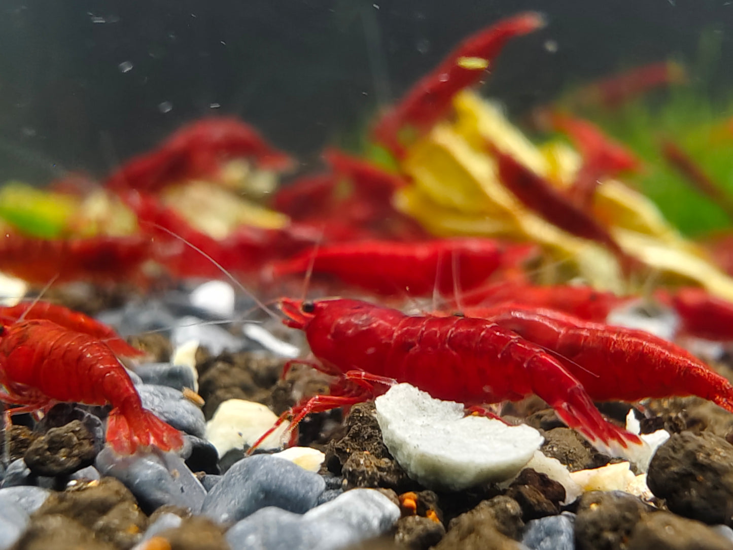 Bloody Mary Neocaridina