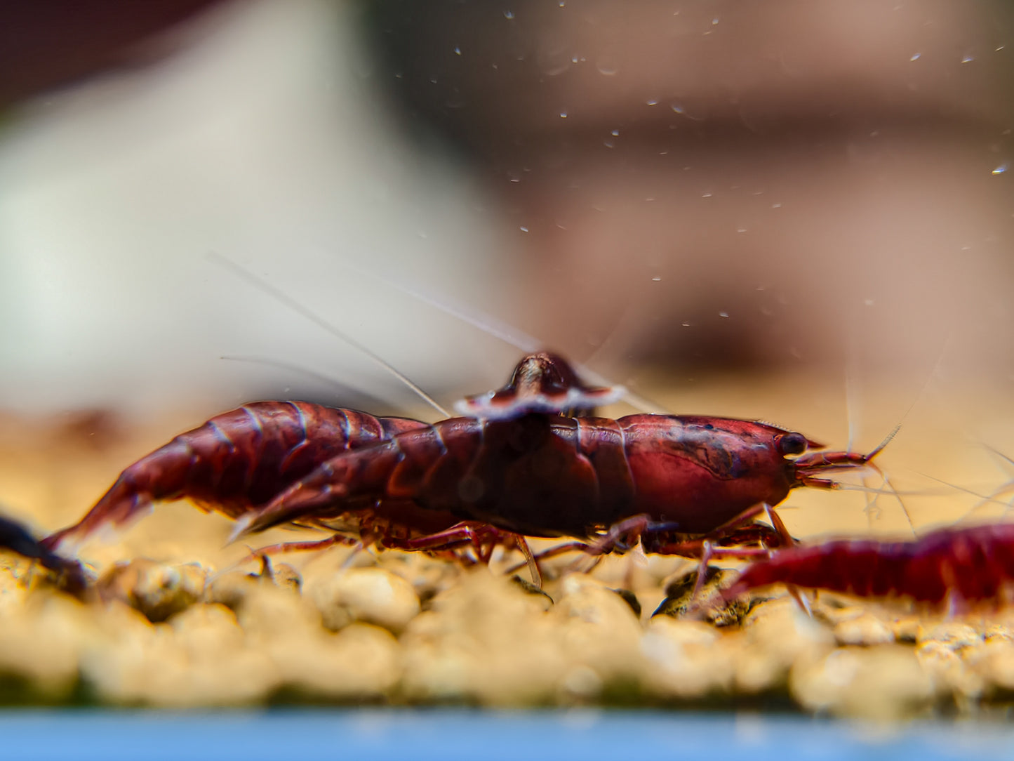Dark Bloody Mary Neocaridina