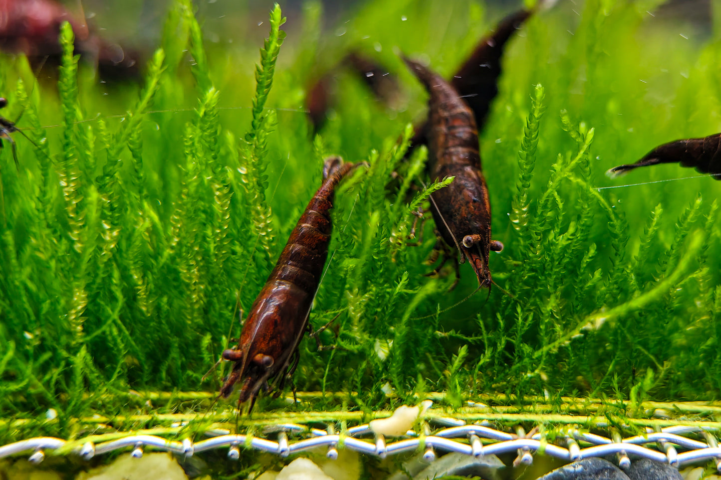 Chocolate Neocaridina