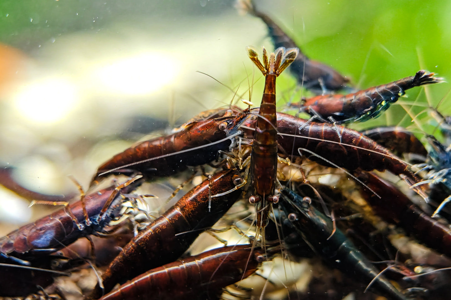Chocolate Neocaridina