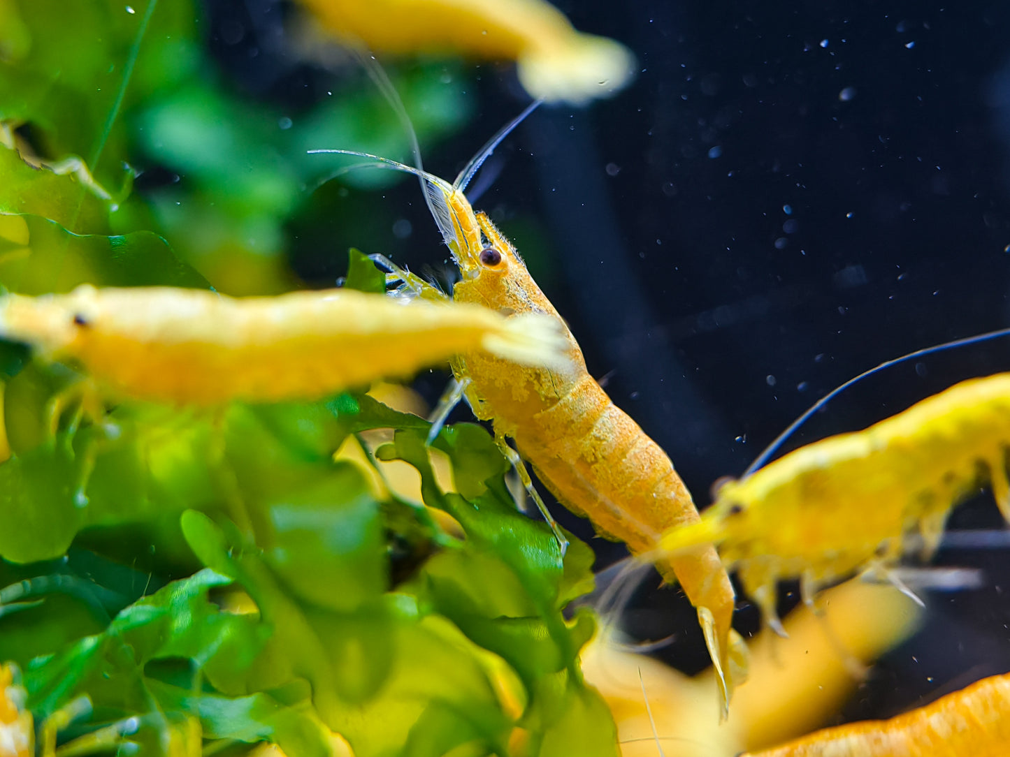 Gold Sand Neocaridina