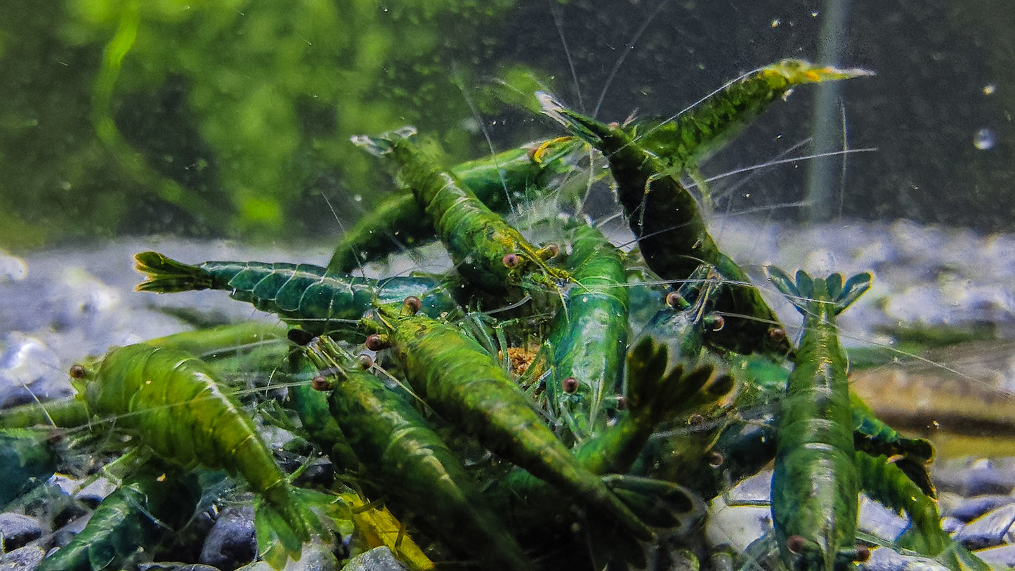 Green Diamond Neocaridina