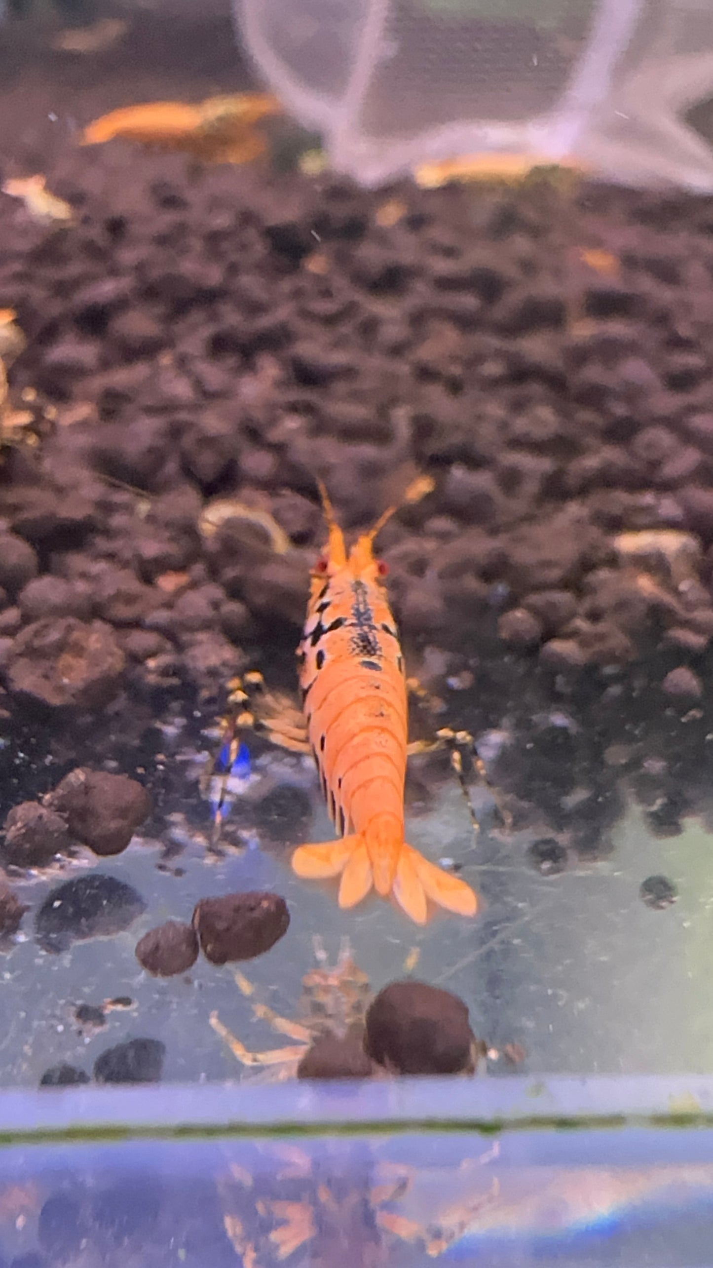 Orange BOA (Grade 1)
