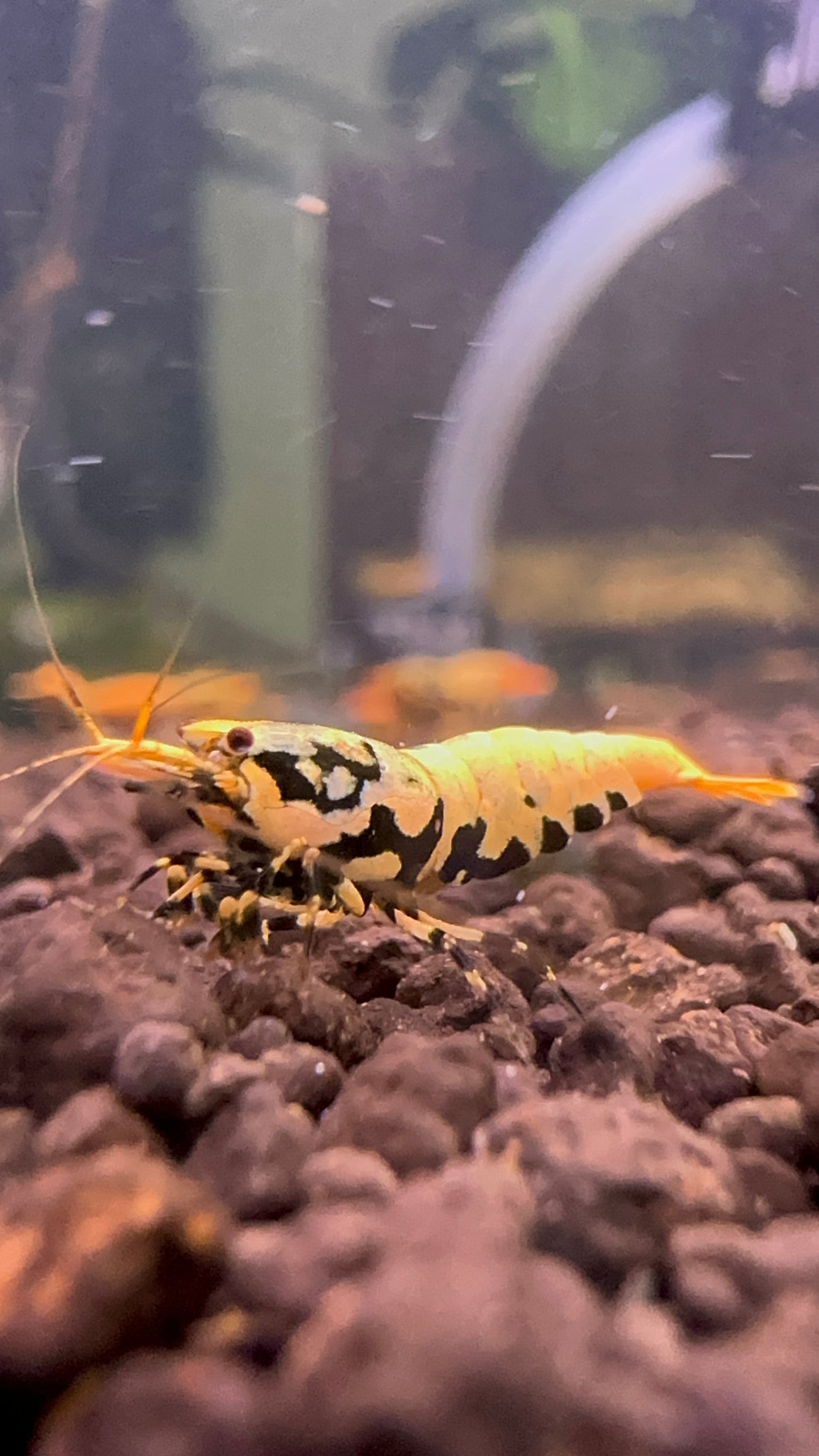 Orange BOA (Grade 1)