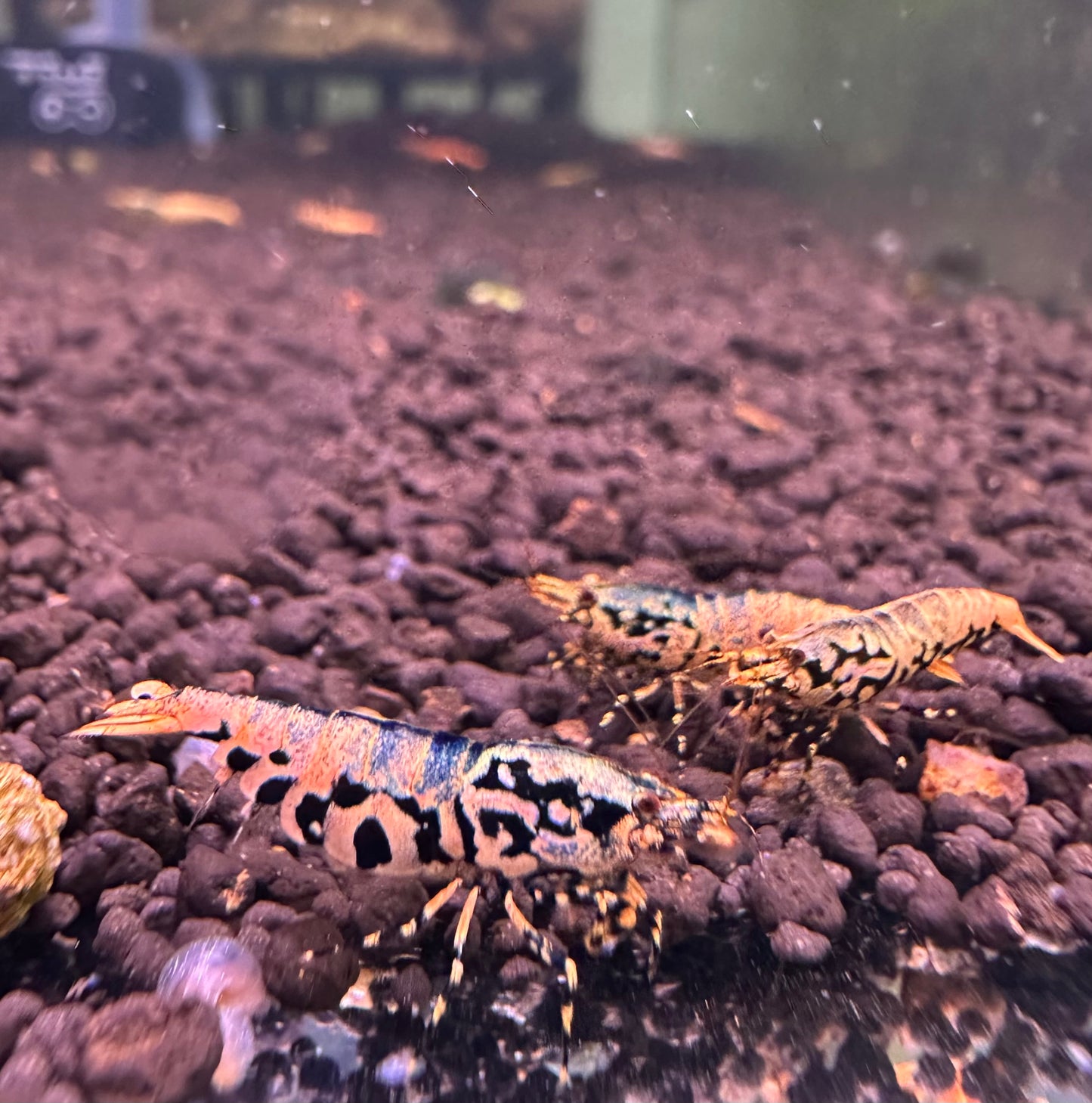 Orange BOA (Grade 1)