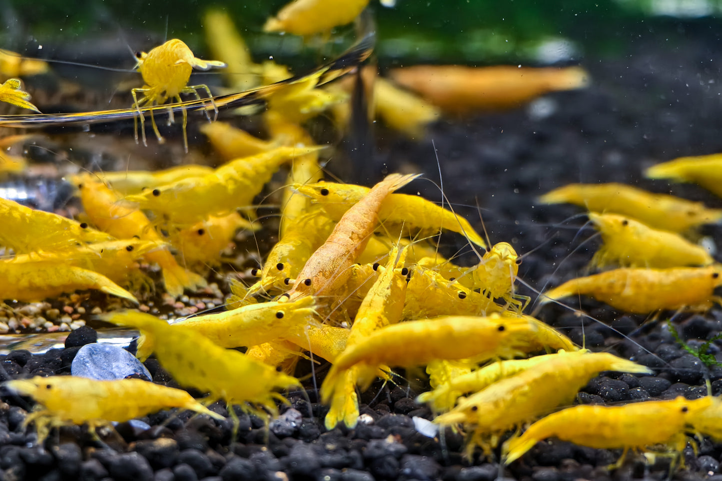 Gold Sand Neocaridina