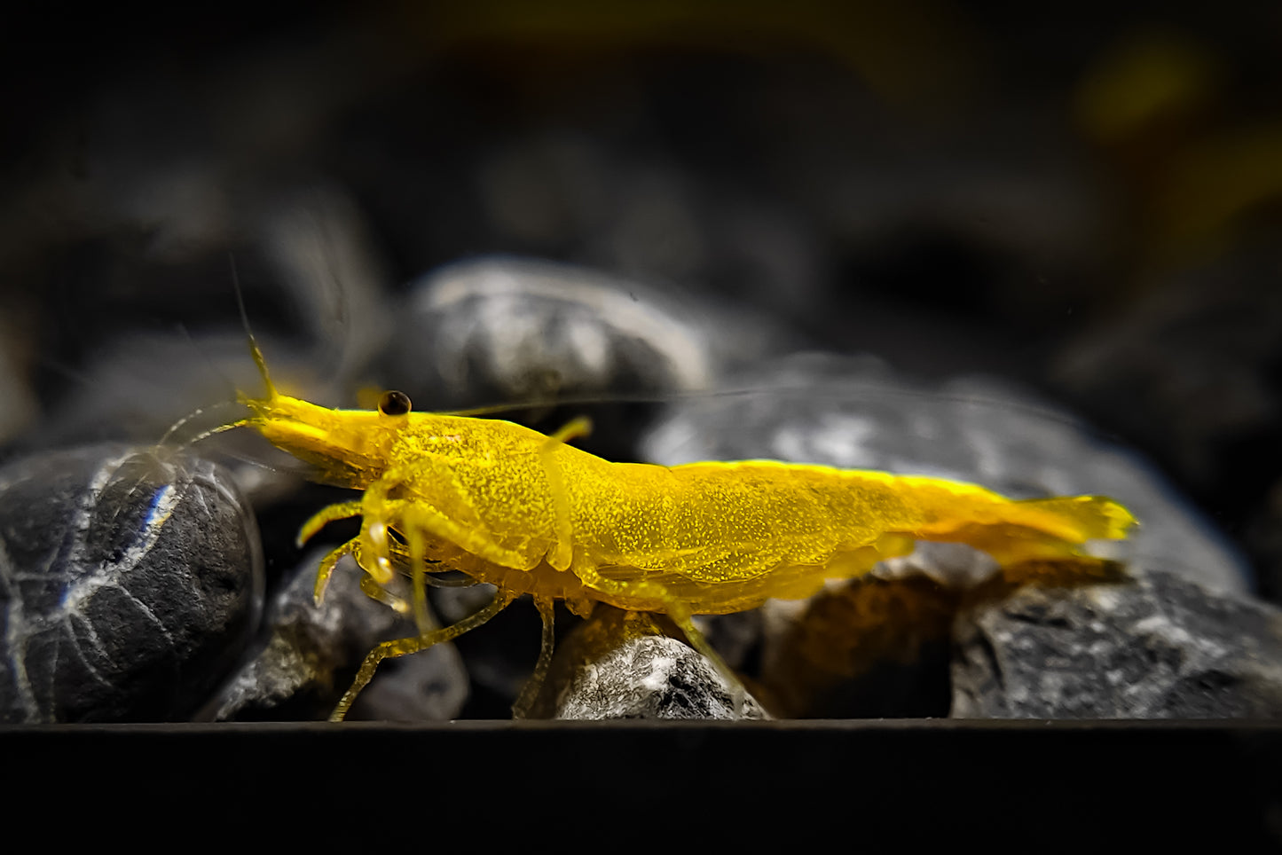 Ultra Gold Neocaridina (Golden Backline)