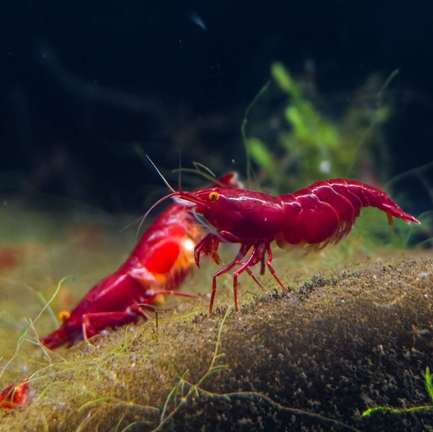OE Bloody Mary Neocaridina (Red Demon)