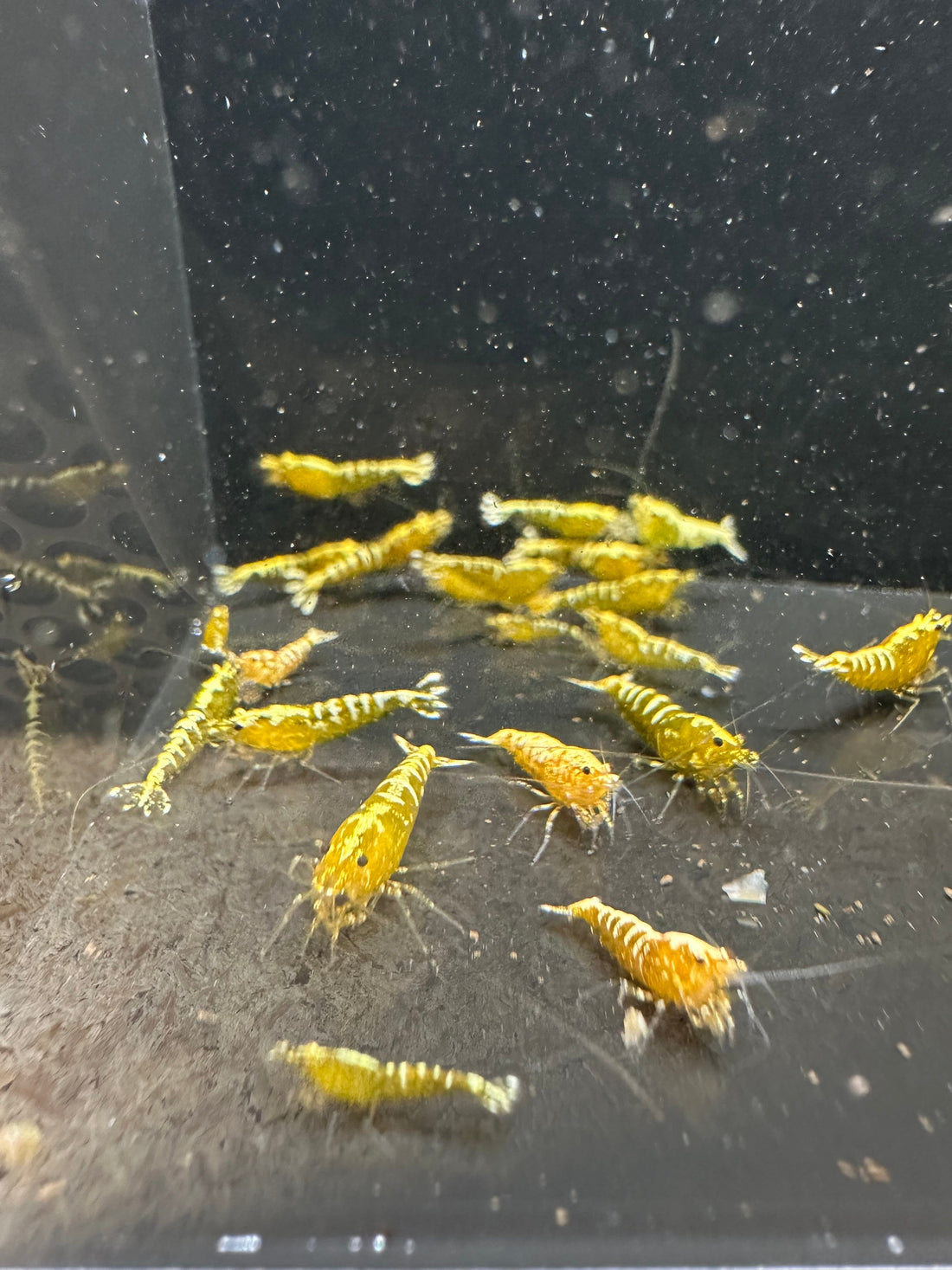 How to keep your babies shrimp survival rate high