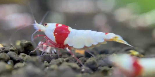 What is Pure red line shrimp ?