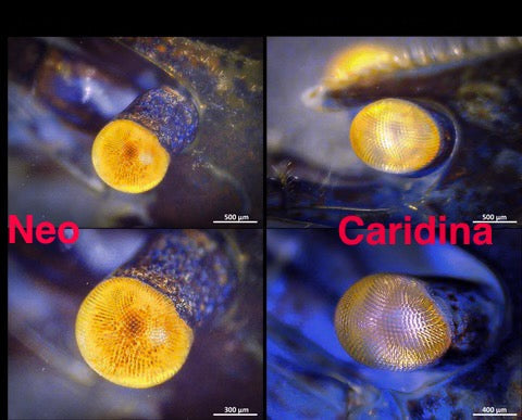 Orange eyes in Caridina shrimp