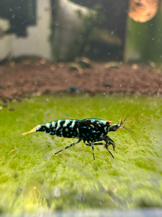 Black Galaxy Fishbone Snowflake (Grade 2)