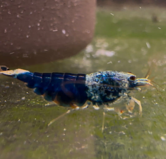 Blue Ocean Shrimp Pair (Grade 1)