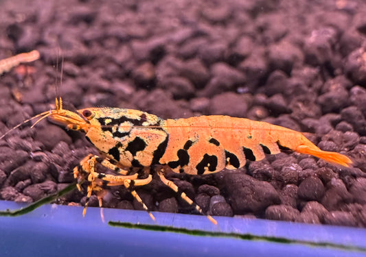 Orange BOA (Grade 1)