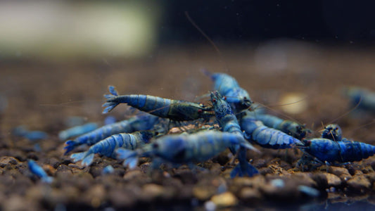Extreme bluebolt
