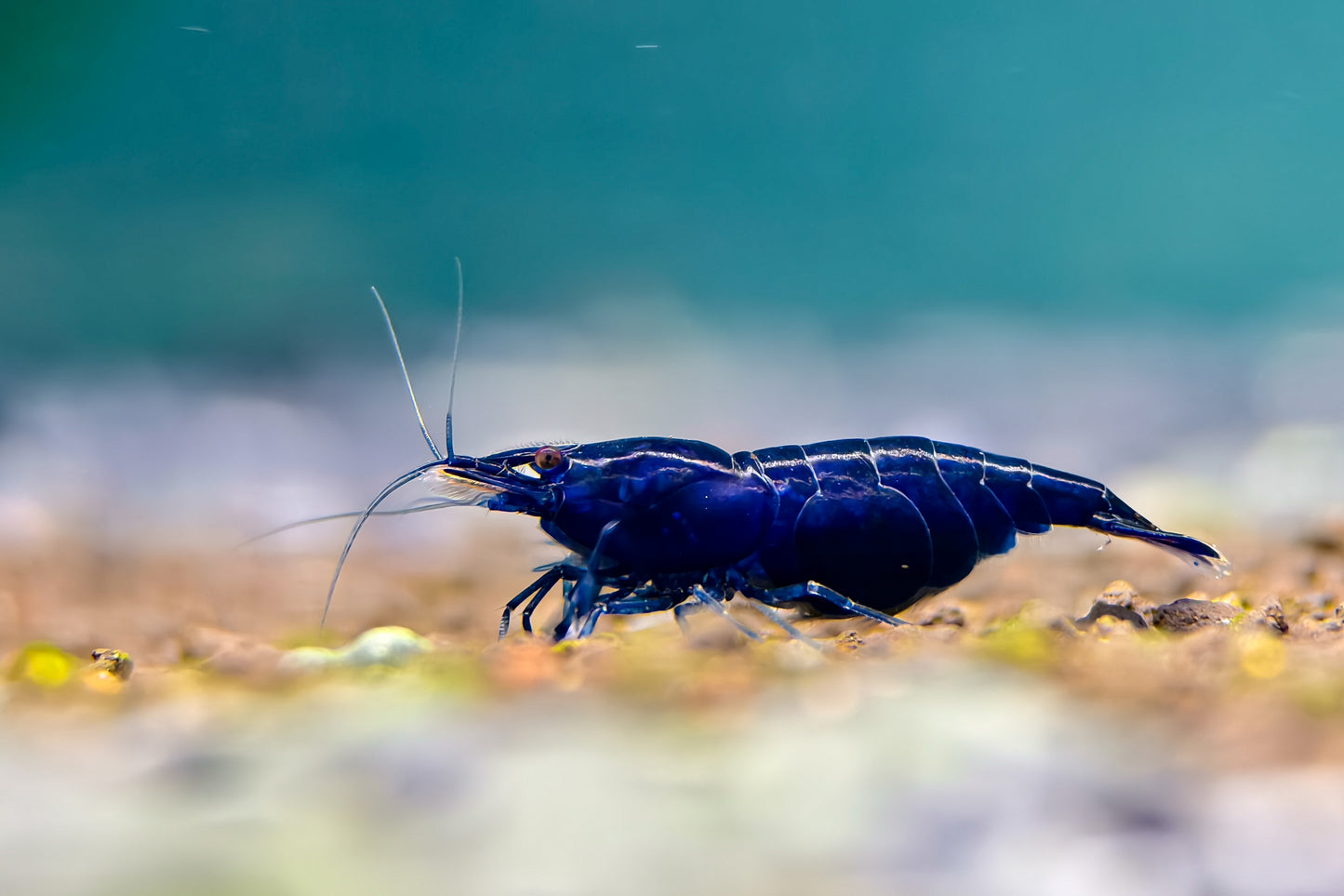 Blue Diamond Neocaridina