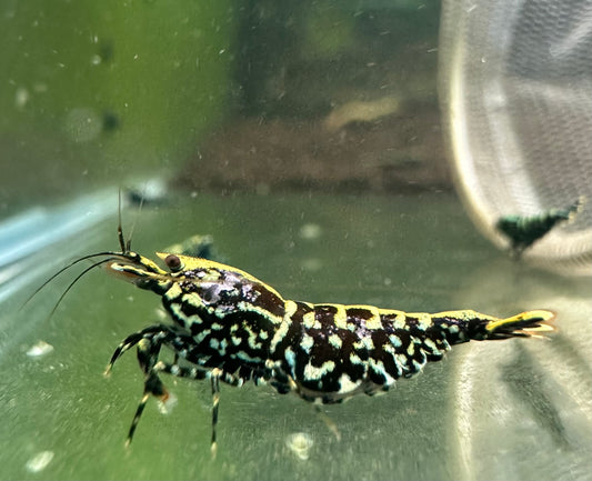 Black Galaxy Fishbone Snowflake (Grade 1)