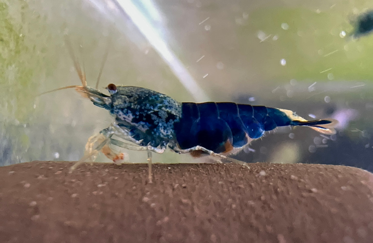 Blue Ocean Shrimp Pair (Grade 1)