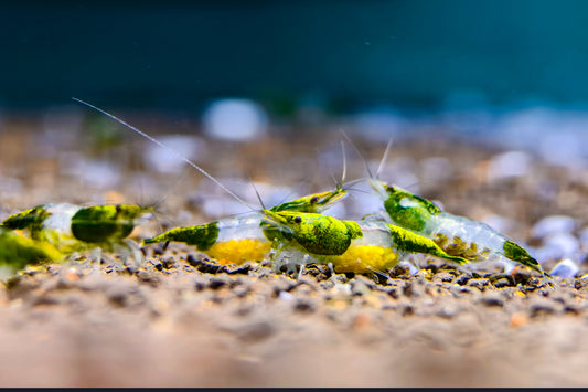 Green Rili Neocaridina