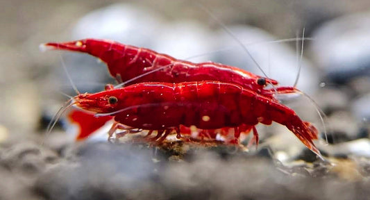 Bloody Mary Neocaridina