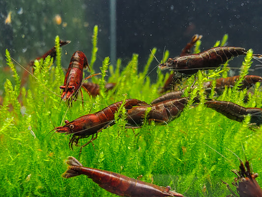 Chocolate Neocaridina