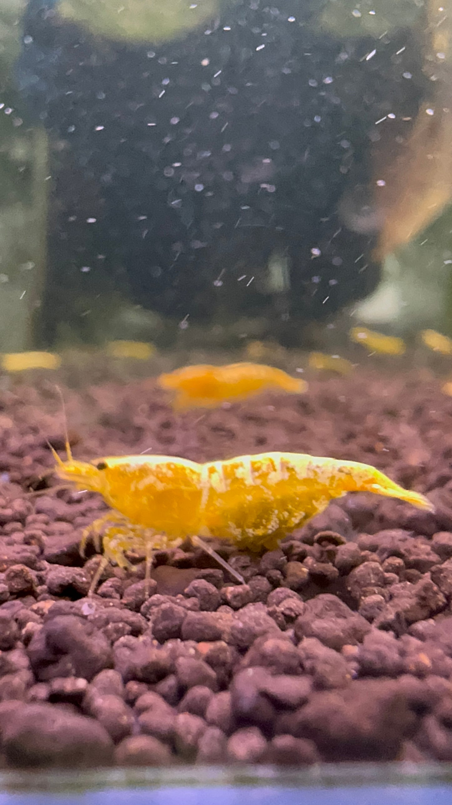 Golden Galaxy Snowflake (Grade 1)