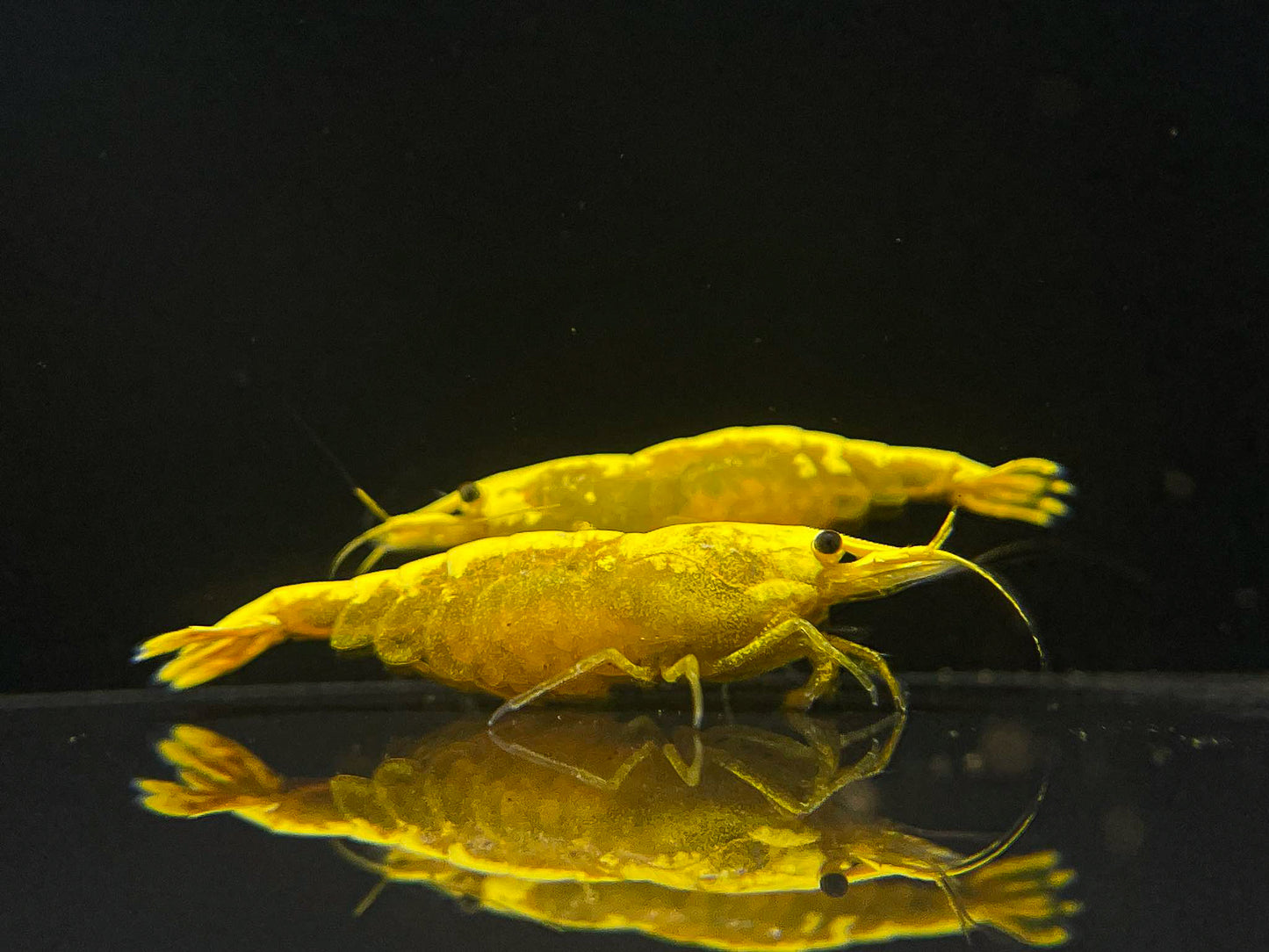 Ultra Gold Neocaridina (Golden Backline)