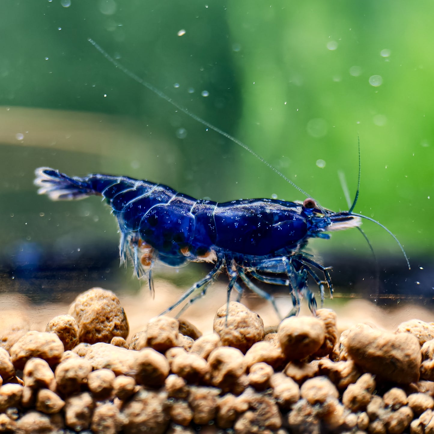 Blue Diamond Neocaridina
