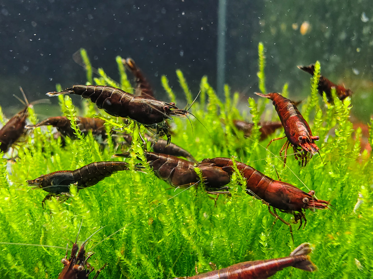 Chocolate Neocaridina