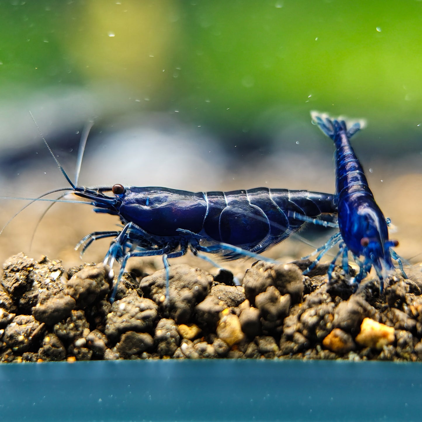 Blue Diamond Neocaridina