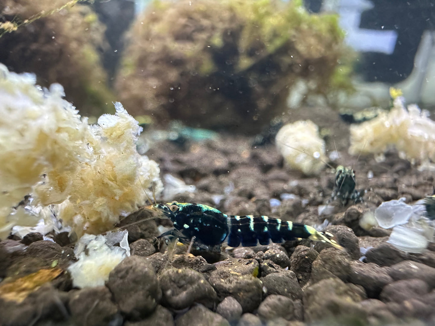 Mixed Galaxy Juveniles (Low Grade – 10 Pack)