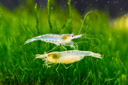 Snowball Neocaridina